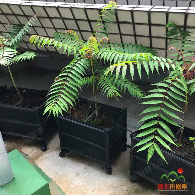 【田園樂】育材雙層種植箱+尼龍輪4顆(組合種植箱種菜箱/深根植物栽培/可選多種側板款式/加裝輪子方便移動)