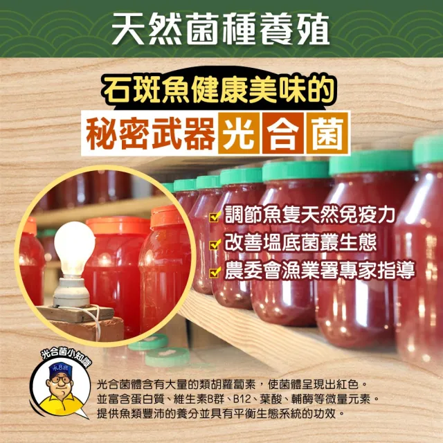 【蘇班長安心石斑】龍膽石斑清肉切片300g 3入組 歐盟食安標準 得獎最多(場域通過清真認證 外銷加拿大)