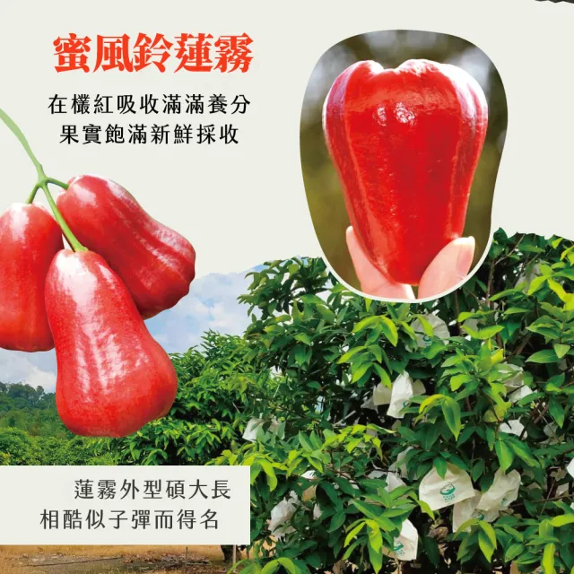 【初品果】高雄六龜蜜風鈴蓮霧禮盒4斤16-22粒x4盒(每顆約100g-140g/送禮/禮盒/水果禮盒)