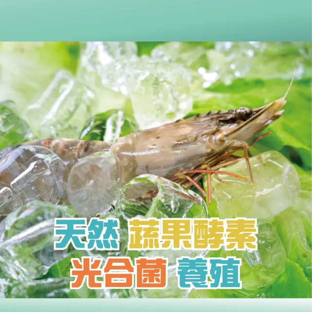 【蘇班長安心石斑】初學者生態養殖無毒大草蝦380g*3盒組 一盒約6尾 魚蝦共生(吃得純淨 才是真正的極致海味)