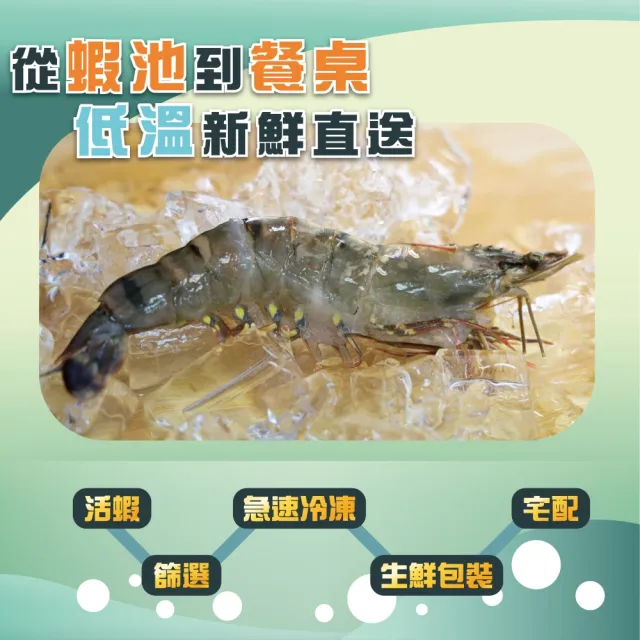 【蘇班長安心石斑】初學者生態養殖無毒大草蝦380g*3盒組 一盒約6尾 魚蝦共生(吃得純淨 才是真正的極致海味)