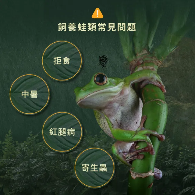 【WeWant 威旺】蛙類用益生菌+益生元-超能7菌配方30g (青蛙保健/青蛙益生菌/蛙類)