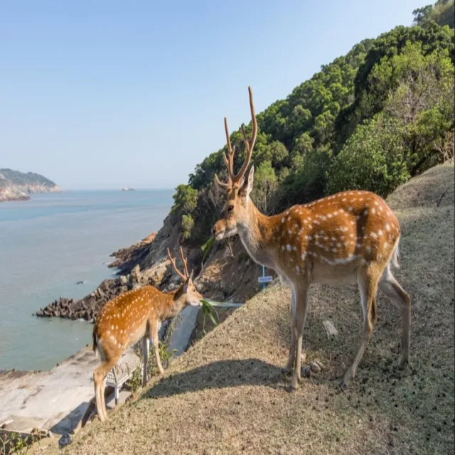 【喜鴻假期】★藍眼淚在馬祖．南北竿、大坵島３日★藍眼淚生態館、八八坑道、𥩥里大宅、大坵島尋鹿