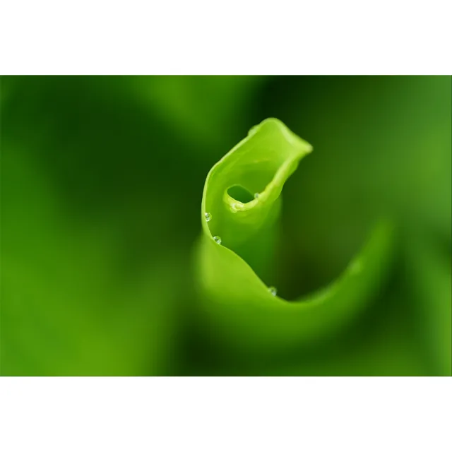 【SONY 索尼】FE 70-200mm F4 Macro G OSS II SEL70200G2 (公司貨) 望遠變焦鏡頭 全片幅無反微單眼鏡頭