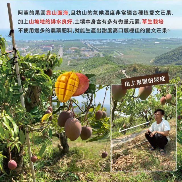 【初品果】枋山阿憲愛文芒果禮盒5斤6-8顆x1盒(大果_屏東青農楊忠憲_山頂上的愛文芒果_禮盒)