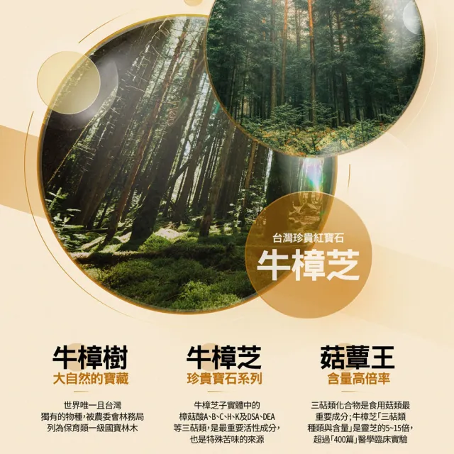 【YM BIOMED 陽明生醫】即期良品  馬偕醇樟芝買1送1 效期至2026/12 (30入/盒)