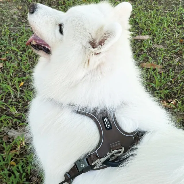 【DOG Copenhagen】丹麥犬胸背帶Pro款-XS(狗狗專用 頂級旗艦 舒適好操控)