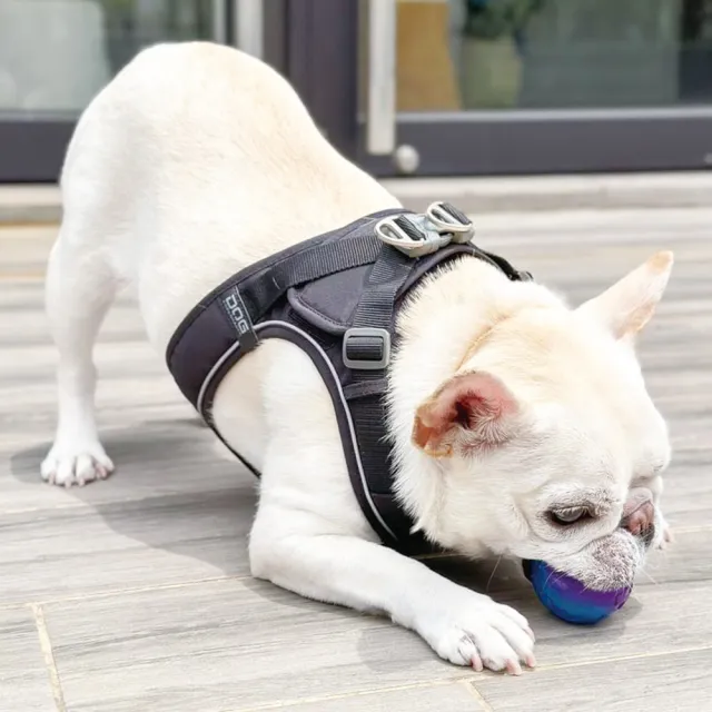 【DOG Copenhagen】丹麥犬胸背帶Go款-XXS(狗狗快穿背帶 中小型犬適用)