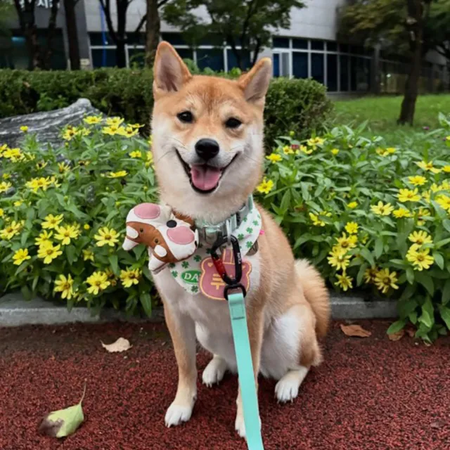 HIKOINU 韓國 手工製作 寵物 牽繩吊飾 背帶吊飾 項圈吊飾 裝飾扣 柴犬 黑柴 赤柴