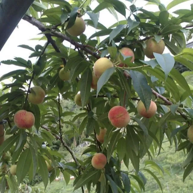 【黑貓嚴選】《喜樂拉拉山》一口水蜜桃禮盒(13~20粒/1200g/盒)