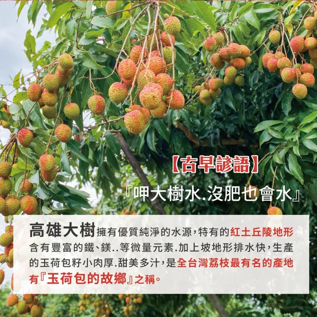 【初品果】高雄大樹玉荷包禮盒3斤x1盒(外銷等級32mm-35mm_顆粒_冷藏_鳳荔文化獎_端午禮盒)