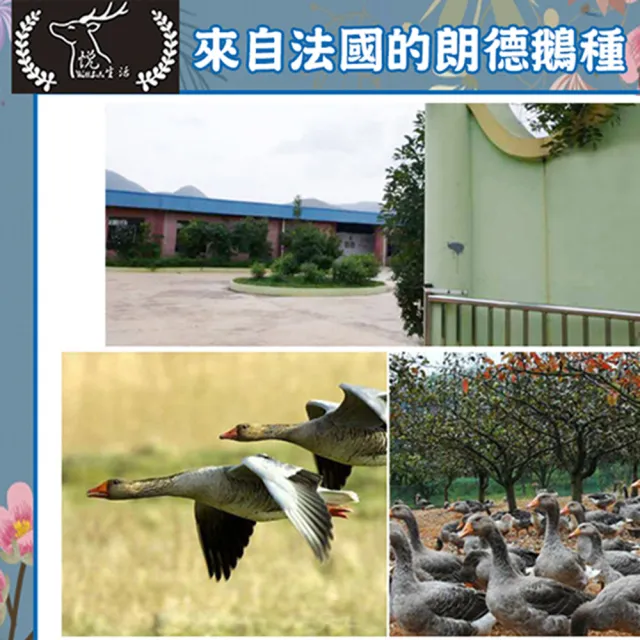 極鮮 黃金3A頂級鵝油香蔥+原味六入組(豬牛油 拌醬 伴手禮)