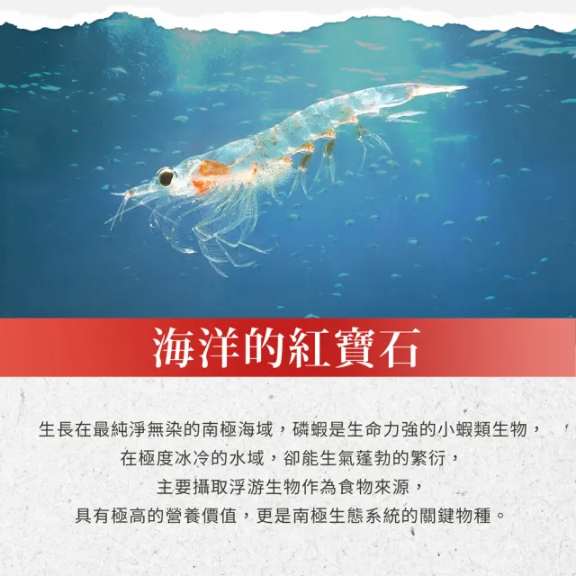 【Sanct Bernhard 聖伯納德】德國百年草本 磷蝦油500毫克膠囊X2入 (90顆/瓶 OMEGA-3 DHA 蝦紅素)