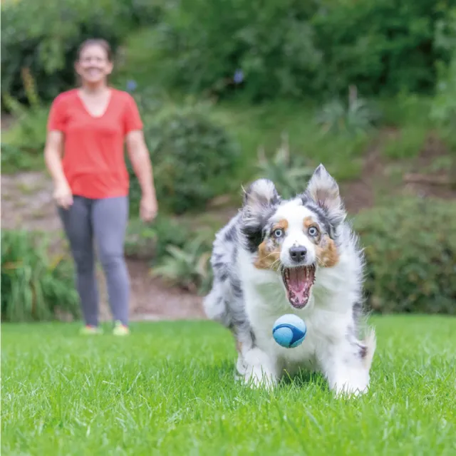 【Petmate】CHUCKIT 彈力球-培根/花生味(犬/狗玩具/互動玩具/訓練/玩具球)
