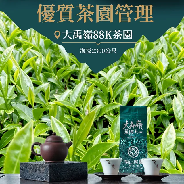 【JUXIN 梨山聚鑫製茶廠】大禹嶺碧綠溪88K一斤組(二兩75g×8包)山頭香氣 台灣茶葉 大禹嶺高冷茶 茶葉