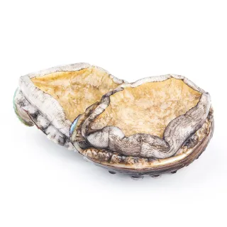 【三頓飯】鮮凍2XL半殼九孔鮑魚(2包_10-12顆/1kg/包)