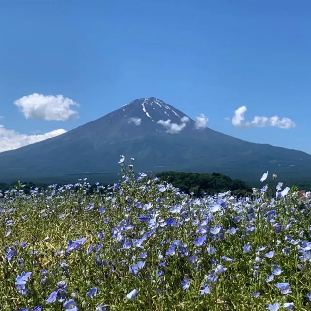 【PlayEZ 美好假期】東京富士風雅5日.纜車美景.忍野八海與都會新地標巡禮