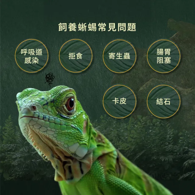 【WeWant 威旺】蜥蜴用益生菌+益生元-超能7菌配方 50g/罐(蜥蜴保健/蜥蜴益生菌/適口性佳)