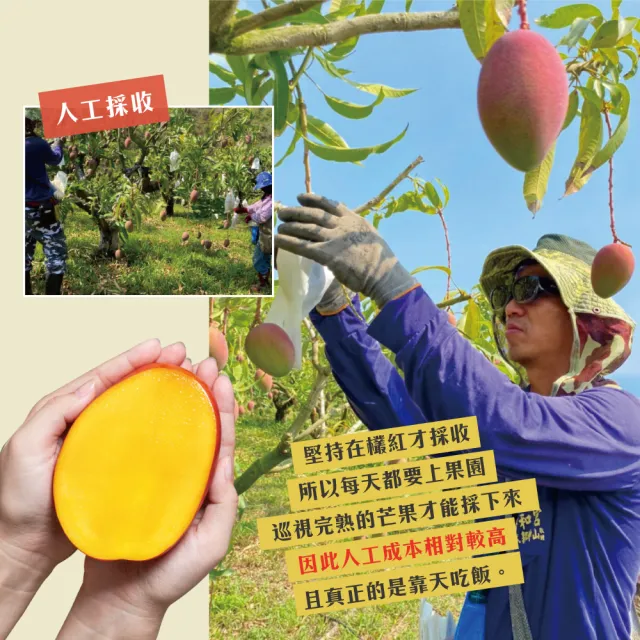 【初品果】屏東青農楊忠憲-枋山阿憲愛文芒果18-24顆x2箱(6/15開始陸續出貨_含箱重_山頂上的愛文芒果 禮盒)