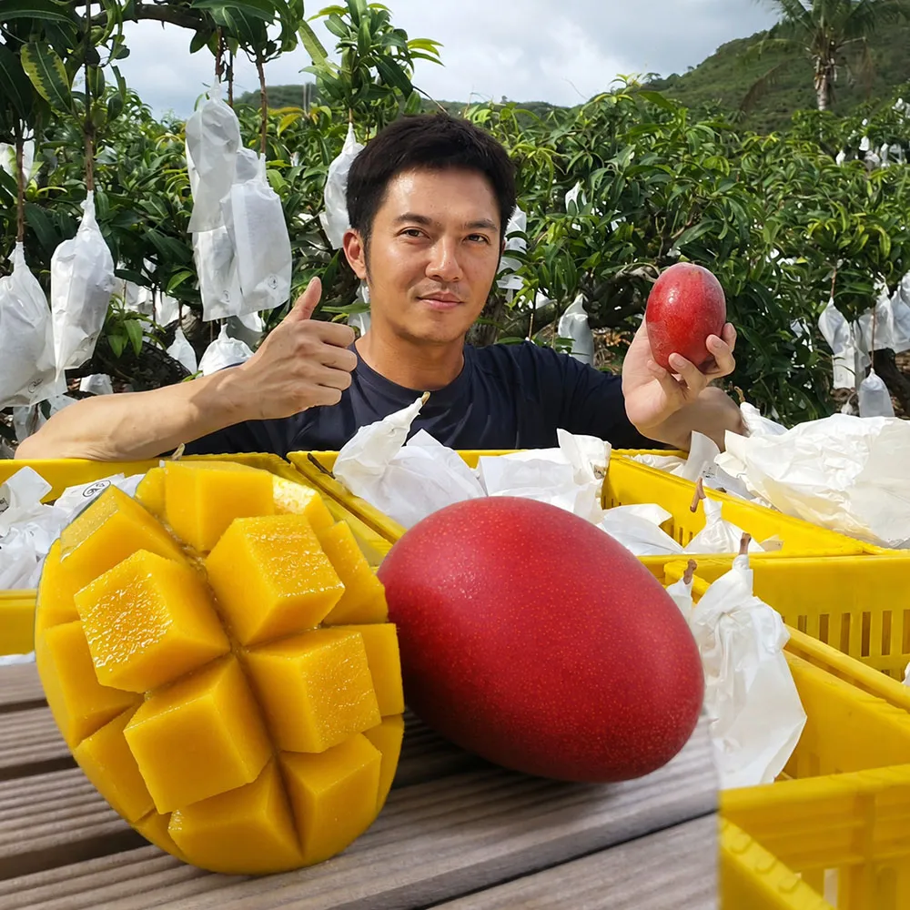 【初品果】屏東青農楊忠憲-枋山阿憲愛文芒果禮盒5斤9-12顆x1盒(中小果_山頂上的愛文芒果_禮盒)