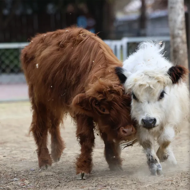 南投水与松萌萌園|成人票★萌寵動物大集合親子出遊首選(含在地小禮物兌換券)