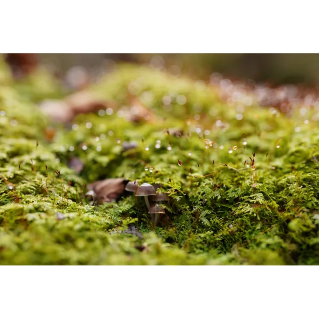 【SONY 索尼】FE 50mm F1.2 GM SEL50F12GM (公司貨) 標準定焦鏡頭 人像鏡 全片幅無反微單眼鏡頭