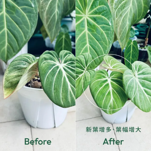 【1%植物關鍵】1%植物營養團購組(全年份)(室內植物肥料 盆栽液肥 多肉養分 居家植栽營養劑 施肥)
