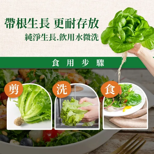 【源鮮智慧農場】綜合蔬菜組180g x 4盒 (生菜｜生菜沙拉｜水耕生菜｜生菜箱)