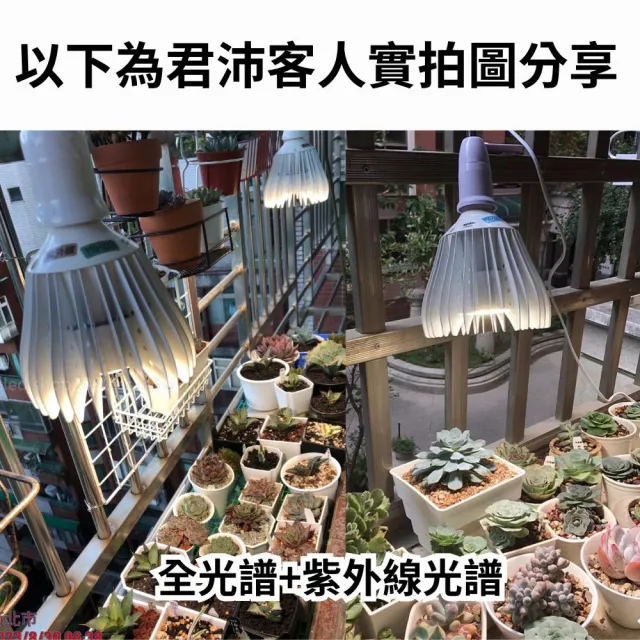 【JIUNPEY 君沛】30W 紫外線UV全光譜 E27植物燈泡(植物生長燈)
