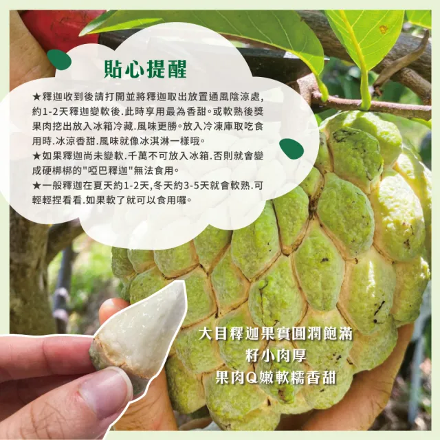 【初品果】台東知本大目釋迦禮盒含箱5斤6-7顆x1盒(送禮/禮盒/水果禮盒)