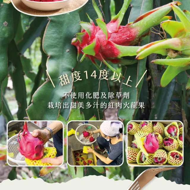 【初品果】台南白河紅肉火龍果含箱5斤6-9顆x2盒(含豐富紅甜花素_清甜多汁)