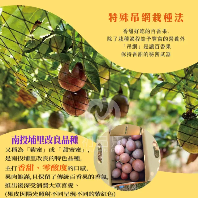 【初品果】南投埔里吊網百香果AA級禮盒含箱5斤x4盒(產地直送/送禮/禮盒/水果禮盒)
