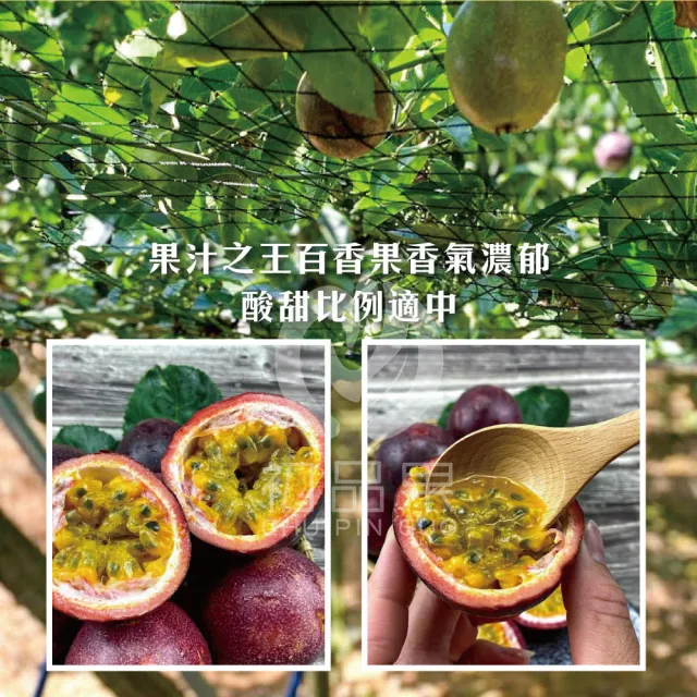 【初品果】南投埔里吊網百香果AA級禮盒含箱5斤x4盒(產地直送/送禮/禮盒/水果禮盒)