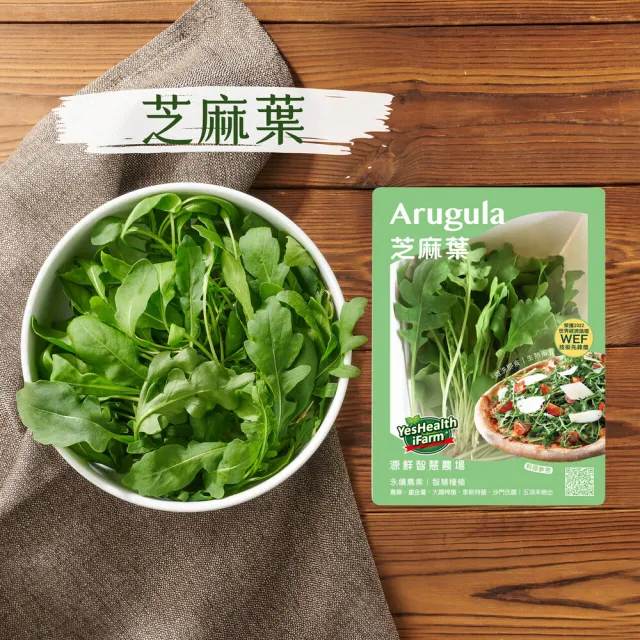 【源鮮智慧農場】芝麻葉生菜沙拉箱 (芝麻葉｜生菜沙拉｜水耕蔬菜｜蔬菜｜水耕生菜沙拉)