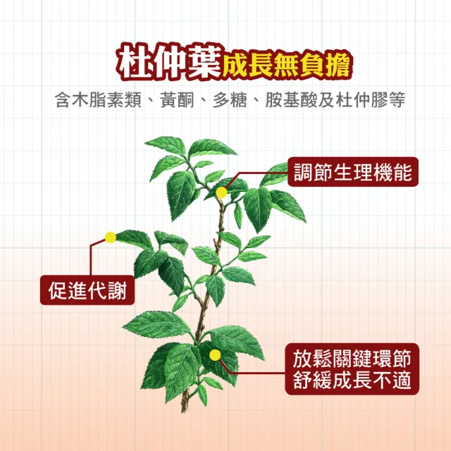 【順天本草】長大人成長膠囊女方 黃金御膳超值組-60顆/盒X2 (成長關鍵、青木瓜、調整體質)