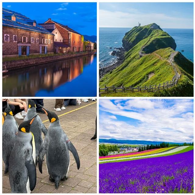 【喜鴻假期】★酷航FUN暑假北海道６日★函館百萬夜景、富良野花田、企鵝遊行、絕景青池、小農採果趣