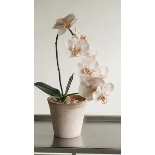 【Hutte】Orchid Garden Gift Box 擬真日本瀑布蝴蝶蘭禮盆 (Bergspotter D16cm)