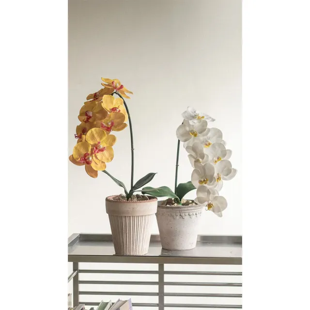 【Hutte】Orchid Garden Gift Box 擬真日本瀑布蝴蝶蘭禮盆 (Bergspotter D16cm)