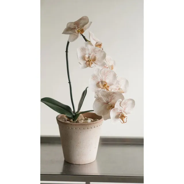【Hutte】Orchid Garden Gift Box 擬真日本瀑布蝴蝶蘭禮盆 (Bergspotter D16cm)