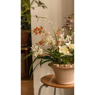 【Hutte】Orchid Garden Gift Box 擬真蘭園禮盆 (Bergspotter Daisy)