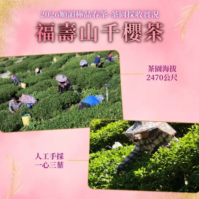 【順韻茶葉】福壽千櫻茶一斤組75g x 8包(共1斤)