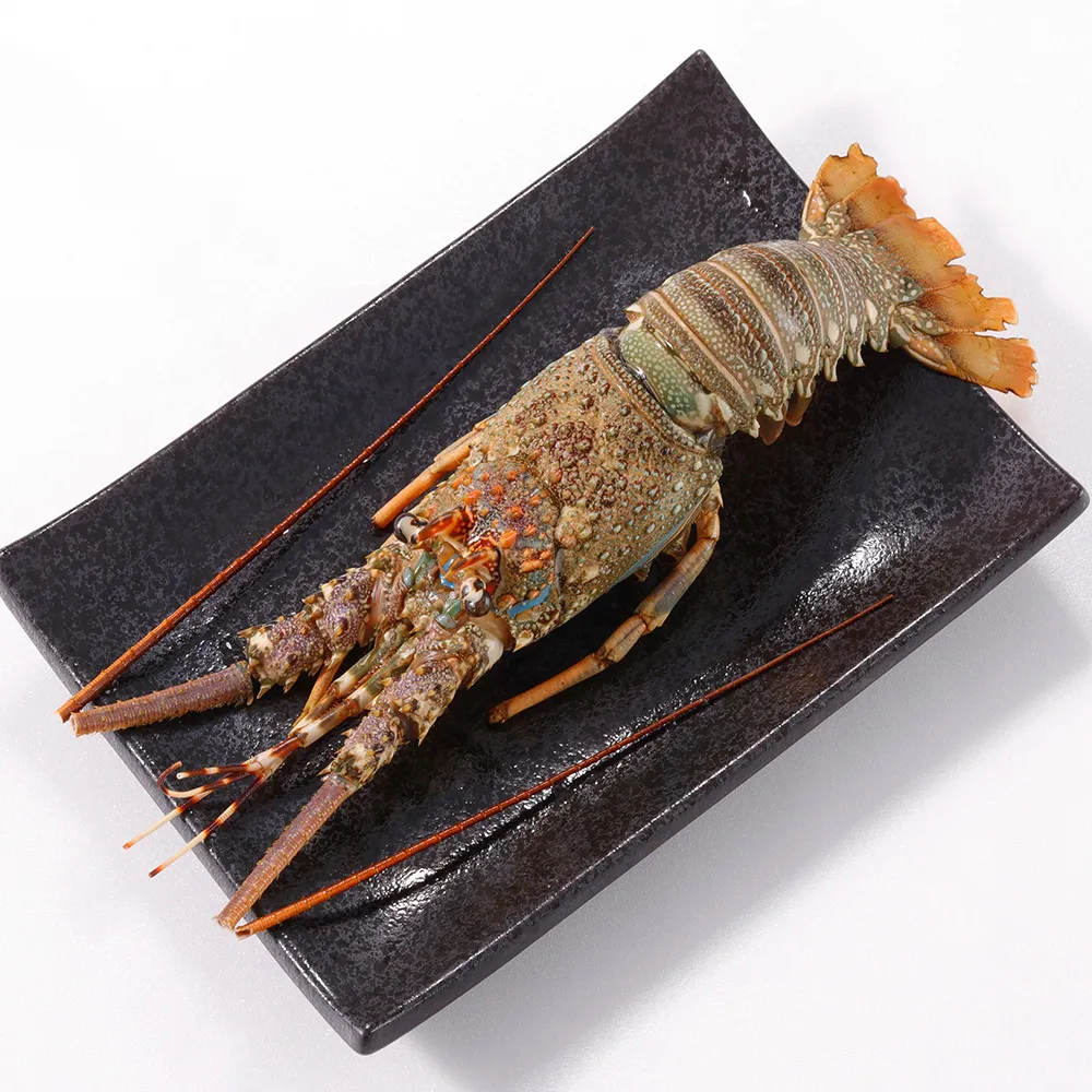 【華得水產】野生頂級龍蝦8隻組(150-200G/隻 春節照常出貨)