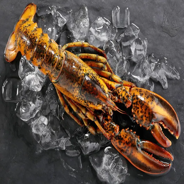 【華得水產】高壓特大波士頓龍蝦4尾(700-750g/尾 春節照常出貨)