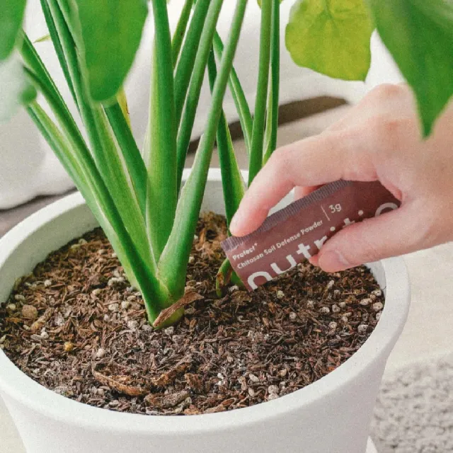【1%植物關鍵】1% Protect+甲殼素土壤防蟲粉(20包/盒)(抑制蟲卵 剋紅蜘蛛介殼蟲 盆栽驅蟲防蟲+養護)
