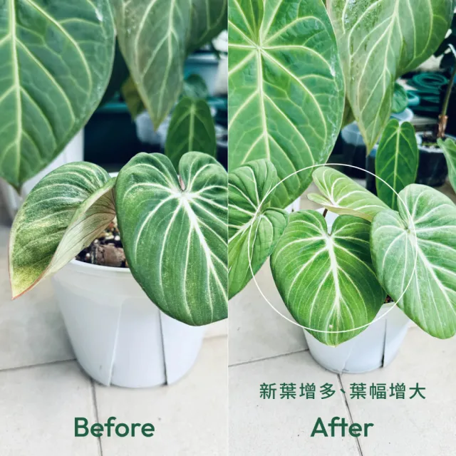 【1%植物關鍵】1%植物營養精華60ml(觀葉植物肥料 室內盆栽液肥 多肉植物養分 居家植栽營養劑 營養液)