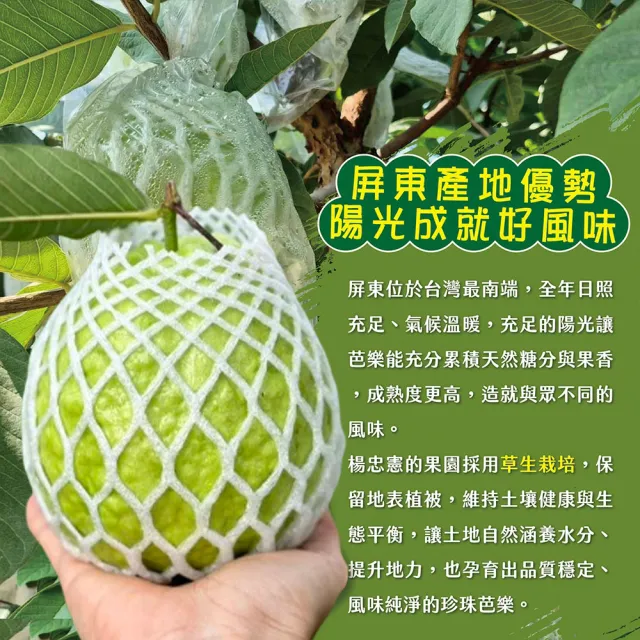 【初品果】各大媒體專訪 青農楊忠憲 牛奶珍珠芭樂禮盒8斤x1箱(大小粒數不限 冷藏宅配 屏東產地直送)