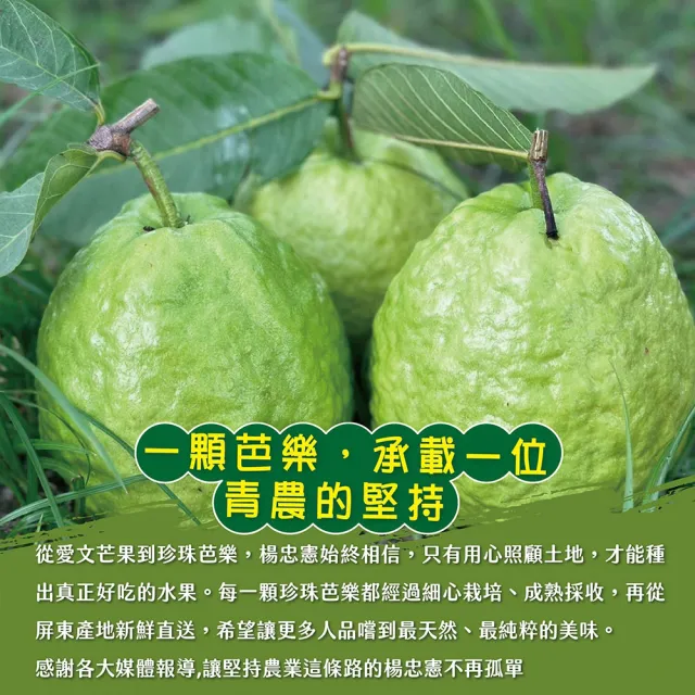 【初品果】各大媒體專訪 青農楊忠憲 牛奶珍珠芭樂禮盒8斤x1箱(大小粒數不限 冷藏宅配 屏東產地直送)