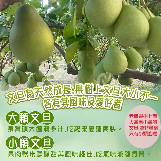 【初品果】(中秋早鳥專屬)台南麻豆老欉文旦禮盒 10斤(小粒)10-18顆x1箱(中秋禮盒 企業送禮 揪團)