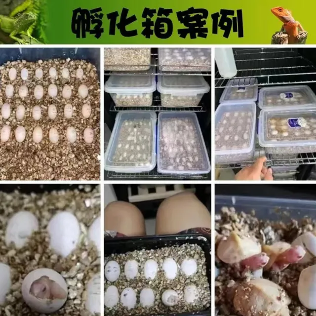 【RTAKO】寵物孵化箱 爬寵孵化機 恆溫孵化櫃 16L 智能孵化器 恆溫櫃 觸控調節 櫃腳可調 恆溫箱 孵蛋器
