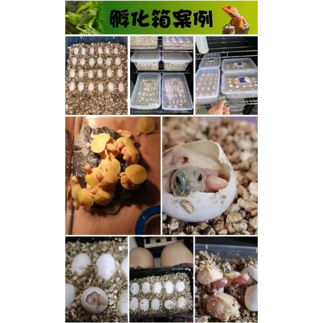 【RTAKO】寵物孵化箱 爬寵孵化機 恆溫孵化櫃 48L 智能孵化器 恆溫櫃 觸控調節 櫃腳可調 恆溫箱 孵蛋器